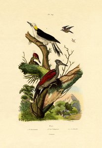 Greater Flameback、1833-39